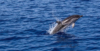 Un delf&iacute;n salta sobre la superficie del oc&eacute;ano.