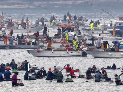 Centenares de mariscadores, a pie y en barco, faenan esta mañana en Testal (A Coruña), en el primer día de la campaña marisquera en la Ría de Muros-Noia, un sector económico principal de la zona.