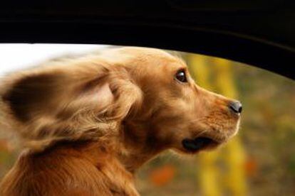 Un perro viaja en un coche.