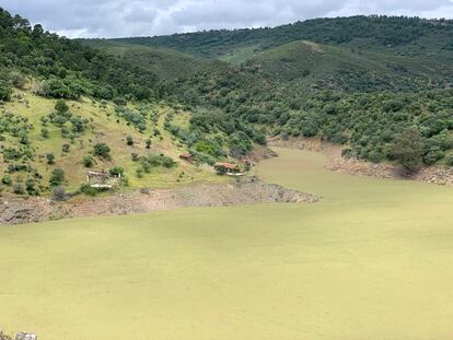 La planta invasora forma una alfombra hasta 90 kilómetros de largo y altera el hábitat de las aves que viven a los alrededores.