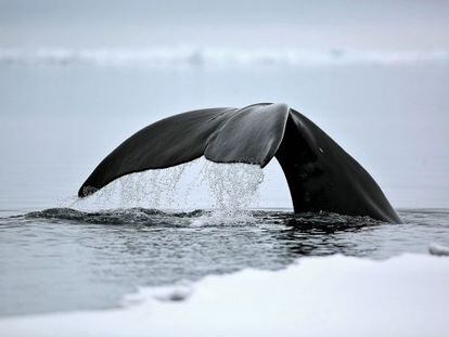 La ballena de Groenlandia es el mam&iacute;fero m&aacute;s longevo que se conoce.