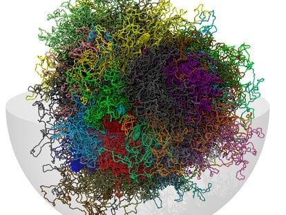 Representación del genoma humano en tres dimensiones