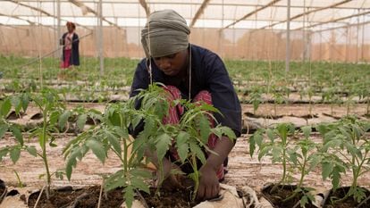 Fone Coulibaly ata plantas de tomate en uno de los invernaderos de Amadou Sidibe en Katibougou, Malí.