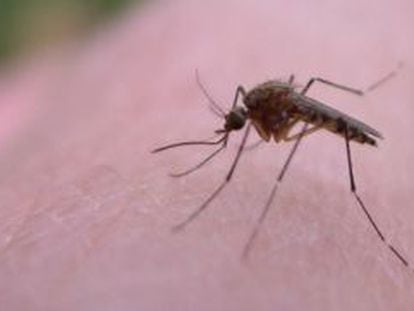 Colombia, el segundo país con más casos de infectados por el virus del zika.