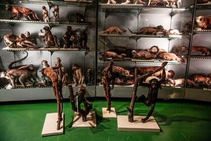 Monos naturalizados en los almacenes madrileños del Museo Nacional de Ciencias Naturales, en Madrid.