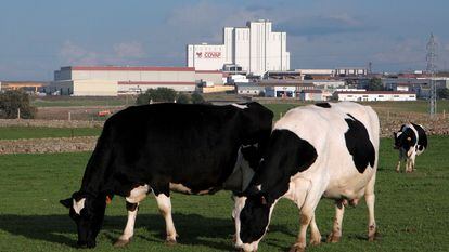 Tres vacas lecheras, con la planta láctea de Covap.