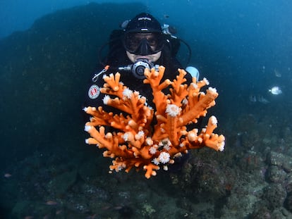 La colonia de Coral candelabro recuperada y lista para repoblar.