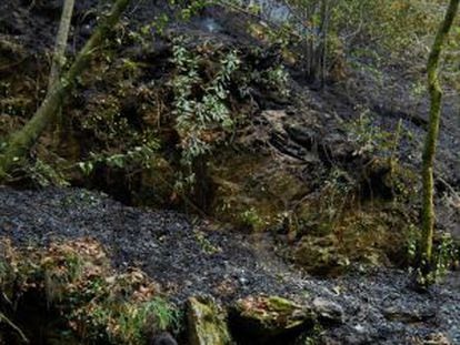 Zona da&ntilde;ada por el fuego en As Fragas do Eume, el pasado abril. 