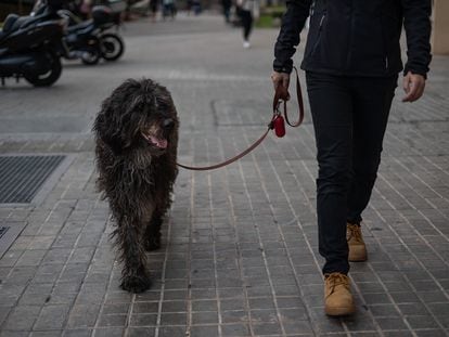 Una mujer pasea su perro en el barrio de la Bordeta.