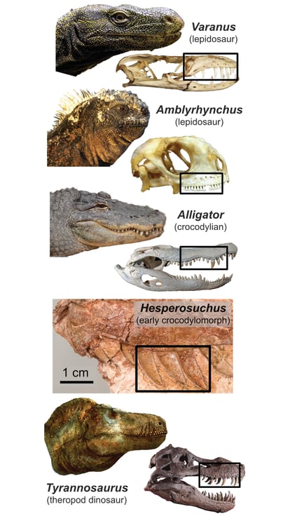 Infografía que compara los diferentes tipos de cráneo, colmillo y labios en el reino animal, del estudio Cullen et al.