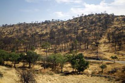 El fuego se originó en la carretera y arrasó más de 1.500 hectáreas. Así estaba un tramo del monte afectado la semana pasada.