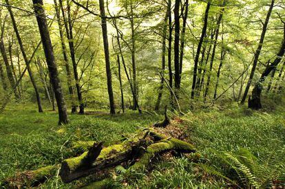 El bosque de Munielllos, considerado reserva de la bioesfera, en Asturias.