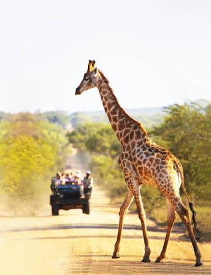 Turistas ante una jirafa en el parque Kruger, en Sudáfrica.