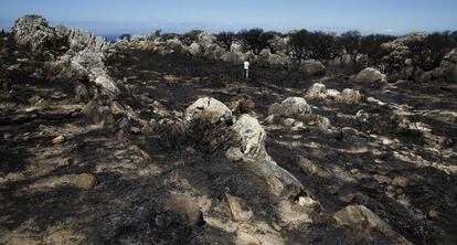 Terrenos del campo de la sierra del Ret&iacute;n, tras el incendio en junio.