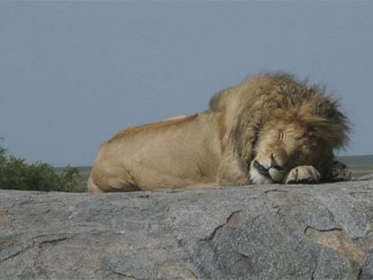 Los reyes del Serengueti