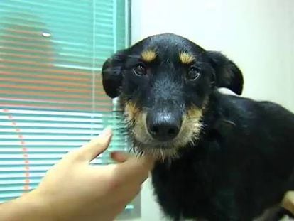 Barbita, en la clínica veterinaria tras ser rescatada del coche.