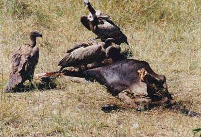 Buitres carroñeros devorando los restos de un ñu.