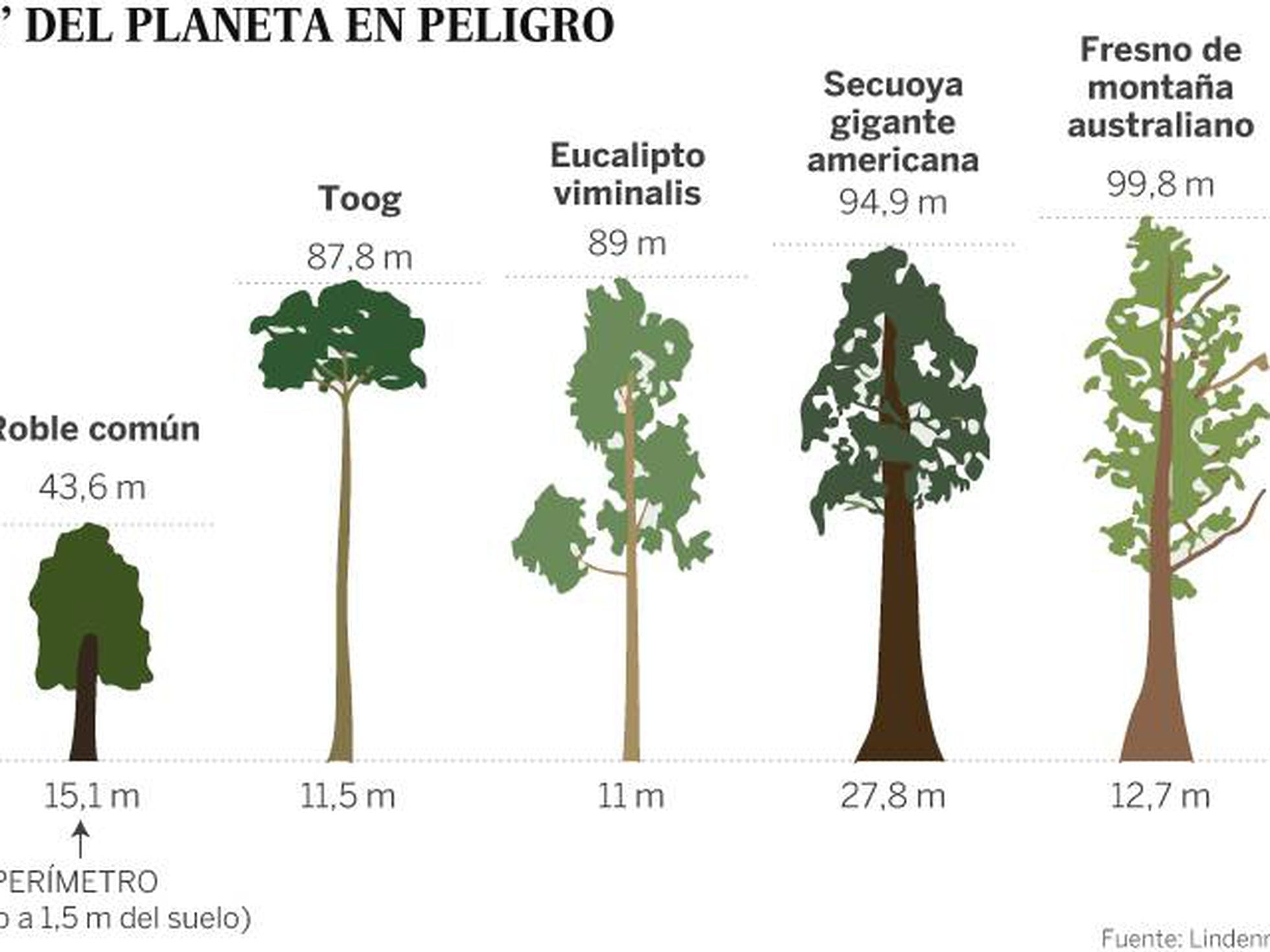herramienta templo idioma Los árboles más grandes del planeta se desvanecen | Ciencia | EL PAÍS