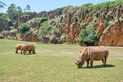 Rinocerontes pastando en un prado de Cabárceno.