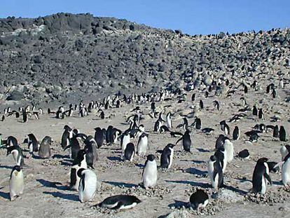 Colonia de pingüinos Adelia en cabo Royds.