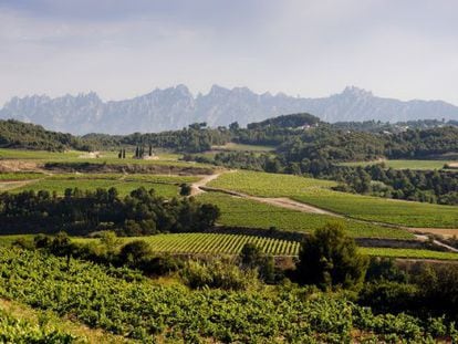 Vista de los viñedos del Penedès, con Montserrat al fondo.