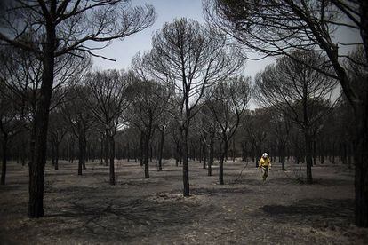 Imagen del incendio de Do&ntilde;ana. 