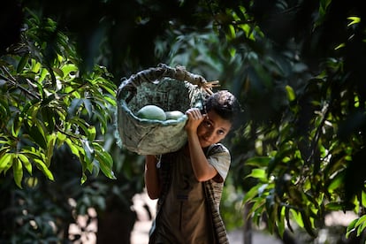 Un niño egipcio cosecha mangos en la aldea de al-Qata, gobernación de Giza, el 27 de agosto de 2018.