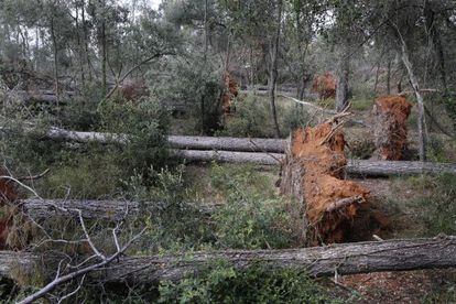 &Aacute;rboles ca&iacute;dos en el bosque de Castellarnau, Sabadell.