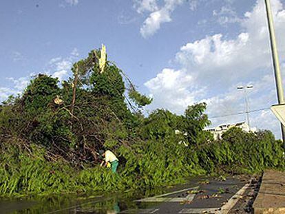 Árboles derribados por el tornado que ayer sacudió la localidad alicantina de Dénia.