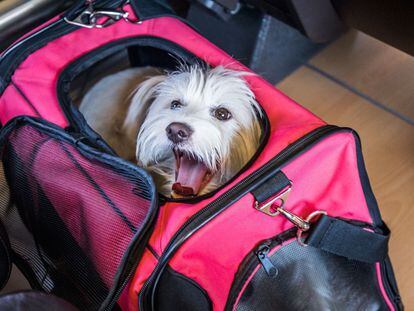 La perra 'Tía' en su transportín en uno de sus viajes con Micaela de la Maza, fundadora de Sr Perro.