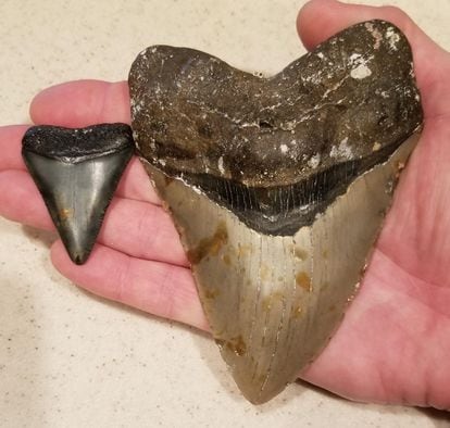 The upper tooth of a megalodon (right) dwarfs that of a white shark.