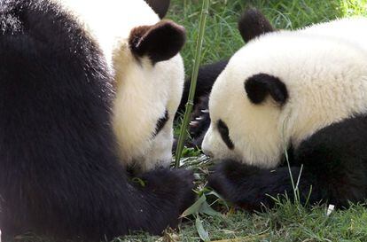 Dos osos panda comen brotes de bambu a la sombra.