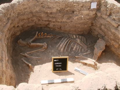 Huesos hallados en la ciudad del antiguo Egipto cuya localización se ha comunicado este jueves. Imágenes facilitadas por el Ministerio de Turismo y Antigüedades de Egipto.