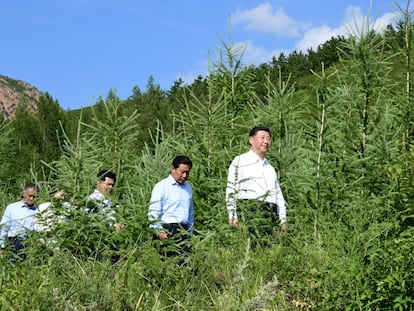 El presidente chino, Xi Jinping, visita un bosque en Mongolia en julio de 2019.