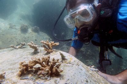 Un buzo inspecciona un trasplante de coral.