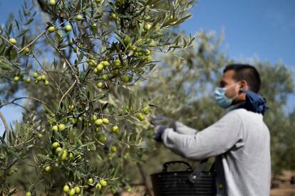 Recolección de aceitunas en una finca del Aljarafe sevillano.