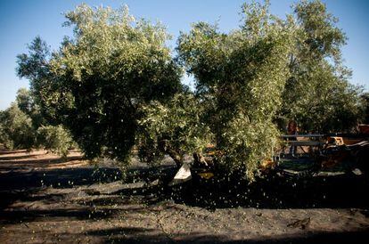 Una máquina agita el tronco de un olivo en la localidad de Lora de Estepa (Sevilla) para que caigan las aceitunas.