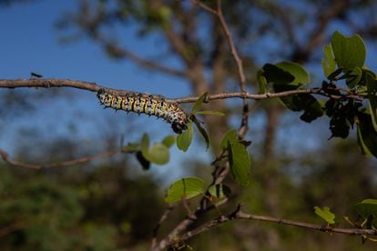 El gusano Mopane vivo se ve en los árboles en la zona rural de Kezi antes de que se cosechen a mano el 7 de abril de 2021 en Bulawayo, Zimbabue. 