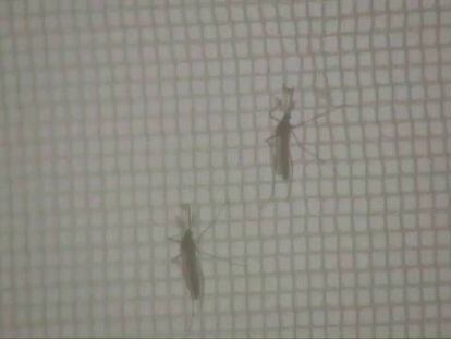 ¿Qué es y cómo evitar el contagio por chikungunya?
