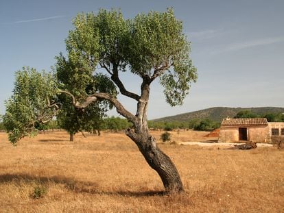 Un paisatge rural de Mallorca, on s'ambienta el joc Finca.