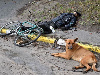 Un perro permanece tumbado junto al cadáver de una persona en la ciudad ucrania de Bucha, este domingo.