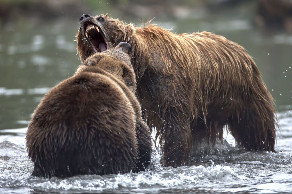 Dos osos en el lago Kuril, en la península de Kamchatka.