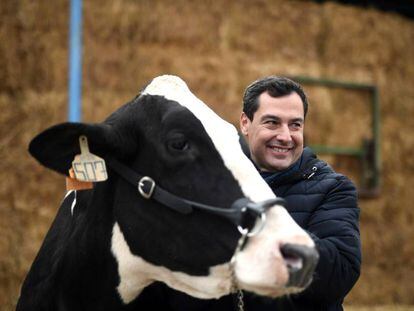 El candidato del PP a la Junta de Andalucía, Juanma Moreno, acaricia una vaca en Añora (Córdoba), este jueves.