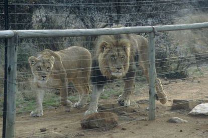 Las reservas valladas del sur de &Aacute;frica es el &uacute;nico lugar en el que las poblaciones de leones no se desploman.