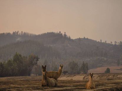 Animales vagan en terrenos calcinados tras un incendio forestal.