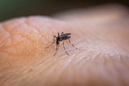 Vector of various desiases such as dengue, zika virus and chikungunya fever. João Pessoa, Paraiba, Brazil.