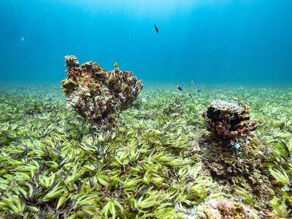 Algas marinas y corales en el banco Saya de Malha, entre Mauricio y Seychelles en el Océano Índico.