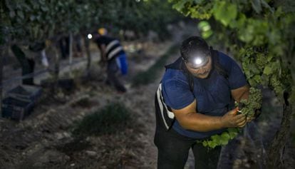 Un recolector comprueba la uva antes de cortar el racimo.