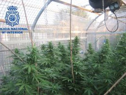 Algunas de las plantas de marihuana incautadas en el invernadero del chal&eacute; de Benifai&oacute;
