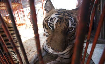 Un tigre en una jaula de un circo del DF.